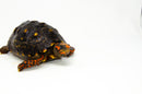 Brazilian Cherryhead Red Foot Tortoise Adult Male 8 -