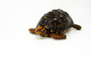 Brazilian Cherryhead Red Foot Tortoise Adult Male 8 -