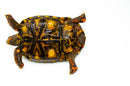 Brazilian Cherryhead Red Foot Tortoise Adult Male 8 -