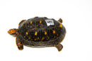 Brazilian Cherryhead Red Foot Tortoise Adult Male 8 -
