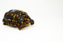 Brazilian Cherryhead Red Foot Tortoise Adult Male 5 -