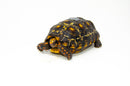 Brazilian Cherryhead Red Foot Tortoise Adult Male 5 -