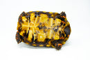 Brazilian Cherryhead Red Foot Tortoise Adult Male 5 -