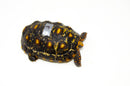 Brazilian Cherryhead Red Foot Tortoise Adult Male 5 -