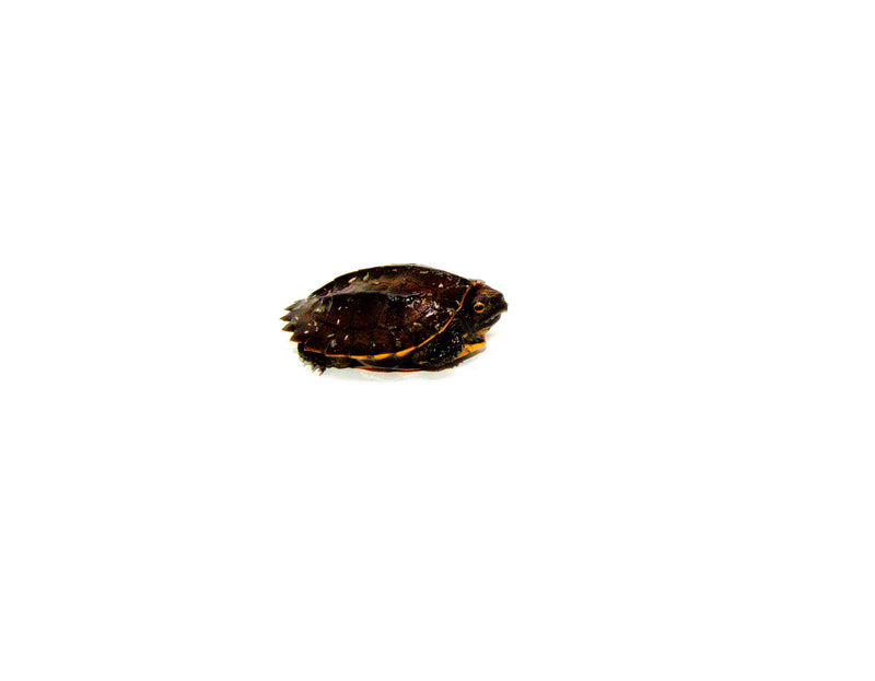 Serrated Box Turtle  (Cuora serrata )