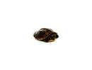 Serrated Box Turtle  (Cuora serrata )