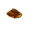 Golden Coin Box Turtle (Cuora trifasciata )