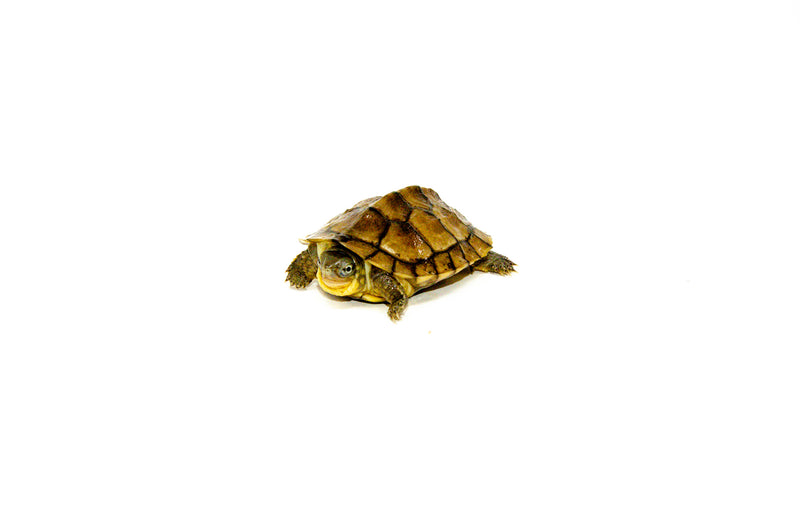 Fujian Pond Turtle  (Mauremys iversoni)