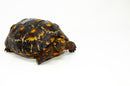 Brazilian Cherryhead Red Foot Tortoise Adult Female 17 -