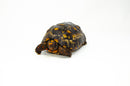 Brazilian Cherryhead Red Foot Tortoise Adult Female 17 -