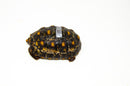Brazilian Cherryhead Red Foot Tortoise Adult Female 17 -