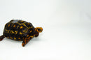 Brazilian Cherryhead Red Foot Tortoise Adult Female 18 -