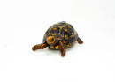 Brazilian Cherryhead Red Foot Tortoise Adult Female 18 -
