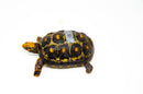 Brazilian Cherryhead Red Foot Tortoise Adult Female 18 -