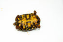 Brazilian Cherryhead Red Foot Tortoise Adult Female 18 -