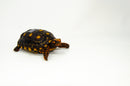Brazilian Cherryhead Red Foot Tortoise Adult Female 19 -