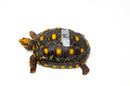 Brazilian Cherryhead Red Foot Tortoise Adult Female 19 -