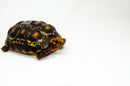 Brazilian Cherryhead Red Foot Tortoise Adult Female 20 -
