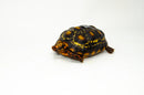Brazilian Cherryhead Red Foot Tortoise Adult Female 20 -