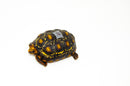 Brazilian Cherryhead Red Foot Tortoise Adult Female 20 -