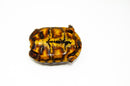 Brazilian Cherryhead Red Foot Tortoise Adult Female 20 -