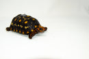 Brazilian Cherryhead Red Foot Tortoise Adult Female 21 -