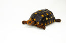 Brazilian Cherryhead Red Foot Tortoise Adult Female 21 -