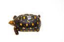 Brazilian Cherryhead Red Foot Tortoise Adult Female 21 -