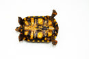 Brazilian Cherryhead Red Foot Tortoise Adult Female 21 -