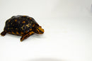 Brazilian Cherryhead Red Foot Tortoise Adult Female 22 -