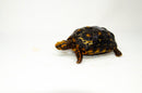 Brazilian Cherryhead Red Foot Tortoise Adult Female 22 -