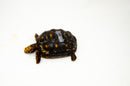 Brazilian Cherryhead Red Foot Tortoise Adult Female 22 -