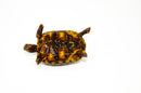 Brazilian Cherryhead Red Foot Tortoise Adult Female 22 -