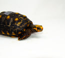 Brazilian Cherryhead Red Foot Tortoise Adult Male 10 -