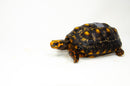 Brazilian Cherryhead Red Foot Tortoise Adult Male 10 -