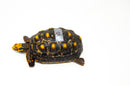 Brazilian Cherryhead Red Foot Tortoise Adult Male 10 -