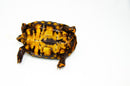 Brazilian Cherryhead Red Foot Tortoise Adult Male 10 -