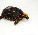 Brazilian Cherryhead Red Foot Tortoise Adult Male 9 -