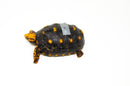 Brazilian Cherryhead Red Foot Tortoise Adult Male 9 -