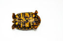 Brazilian Cherryhead Red Foot Tortoise Adult Male 9 -