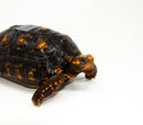 Brazilian Cherryhead Red Foot Tortoise Adult Male 11 -