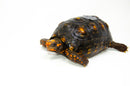 Brazilian Cherryhead Red Foot Tortoise Adult Male 11 -