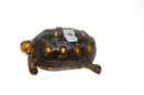 Brazilian Cherryhead Red Foot Tortoise Adult Male 11 -