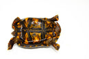 Brazilian Cherryhead Red Foot Tortoise Adult Male 11 -