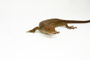 Monkey Tailed Skink Juvenile Female (Corucia zebrata) -