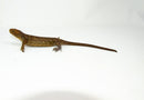 Monkey Tailed Skink Juvenile Female (Corucia zebrata) -