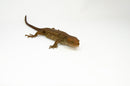 Monkey Tailed Skink Juvenile Female (Corucia zebrata) -