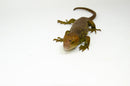 Monkey Tailed Skink Juvenile Female (Corucia zebrata) -