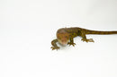 Monkey Tailed Skink Juvenile Female (Corucia zebrata) -