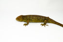 Monkey Tailed Skink Juvenile Female (Corucia zebrata) -
